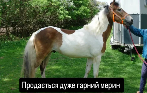 Продається мерин на ім'я Мафін, 2020 року народження