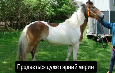 Продается конь мерин Мафин 2020 г.р