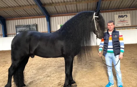 Продаж фризьких коней та лошат