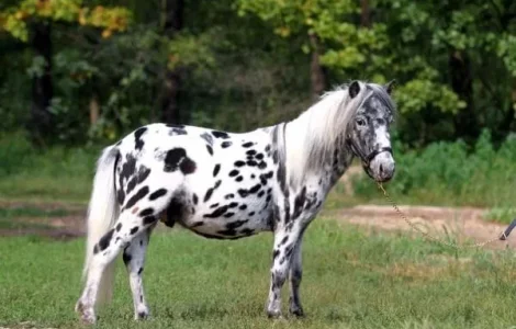 Продажа пони с Нидерландов, редкая масть