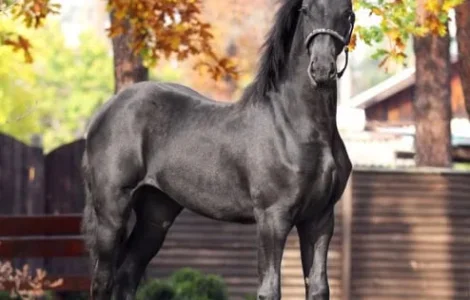 Продаж фризької кобили 1,5 року