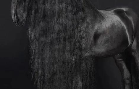 Продаж фризьких коней, жеребці та молодняк