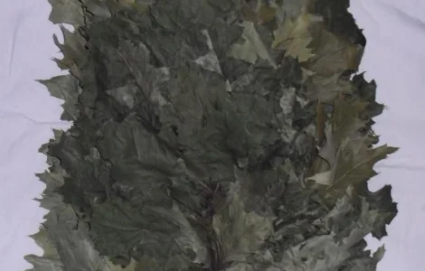 Банные веники качественные в ассортименте