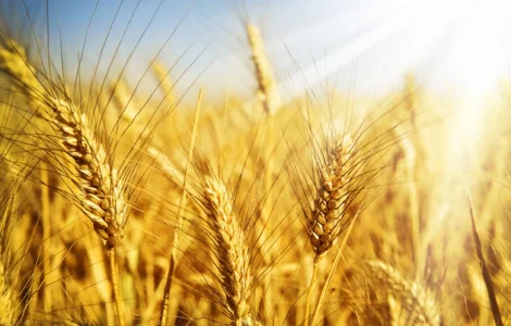 Продаж корпоративних прав с/х підприємства 3500га в Черкаській області