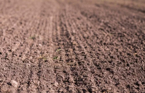 Агрофирма: 1300 га в Ровенской обл