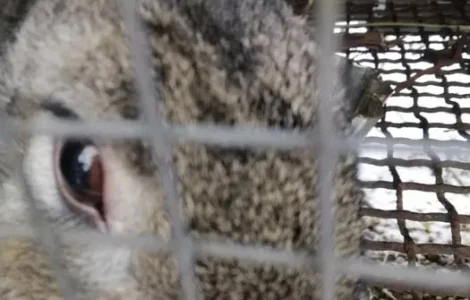 Продаж м'яса кролика від виробника