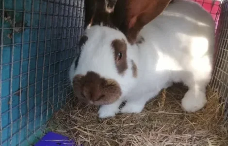 Кролики великани для розведення