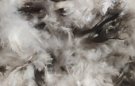 Продажа пуха и пера домашних уток и гусей