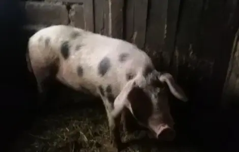 Продам або обміняю молодого кнура