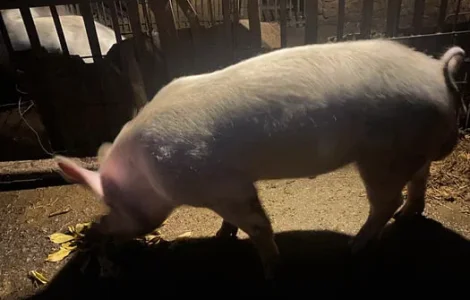 Продам робочого кнура Велика біла × Макстер