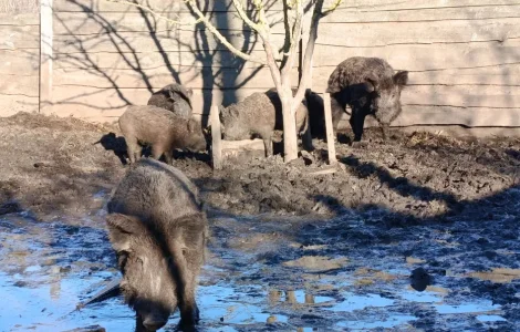 Пропонується кнури некастровані