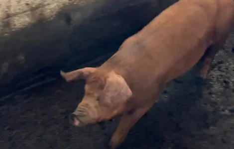 Продам кнура Дюрок, 60 кг