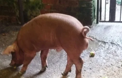 Продається кнурик Дюрок, 3 місяці, 45 кг