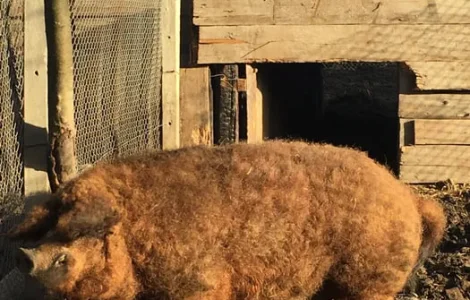 Продам кнурів Мангалиця червона