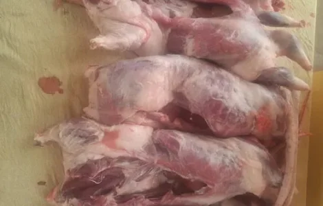 Продам мясо кроликов и нутрий