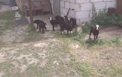 Продам овец Романовской породы