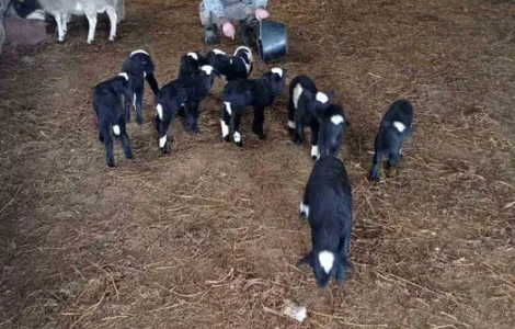 Продам овец . Молодняк этого года.