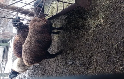 Продам котных ярок Гиссарской породы, овцы