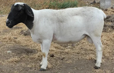 Продам племенных овец Мериноландшаф и Дорпер