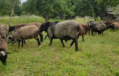 Продам чистокровних романівських овець на плем’я