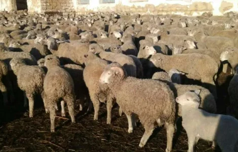 Продам 250 овец Цигай