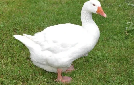 Купуємо на постійній основі пух -перо