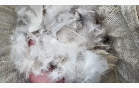 Кіплю пір' я