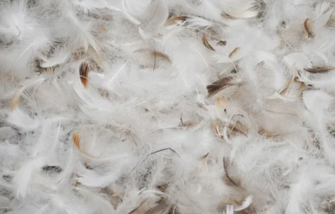 Пропонується чистий пух для різних потреб