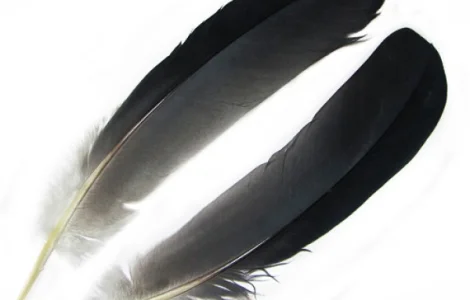 Куплю пір' я