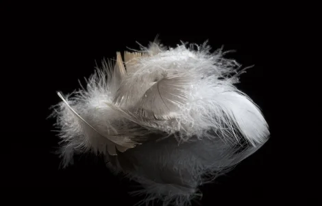 Пройом пір' я