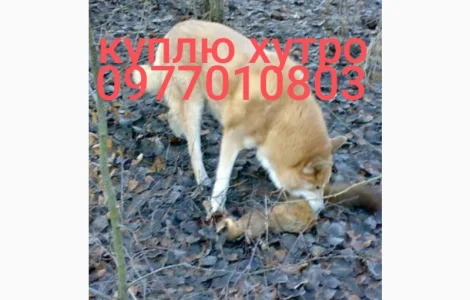 Куплю хутро куниці