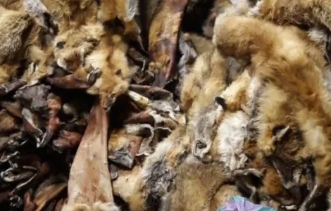 Куплю шкіри куниці дуже дорого