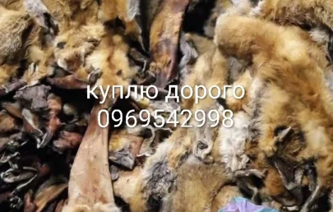 Куплю хутро куниці
