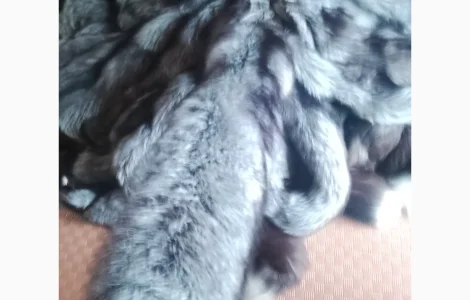 Куплю куницю дорого