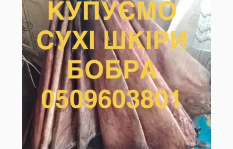 Покупаем сухие шкуры бобра не соленые куницу и другое