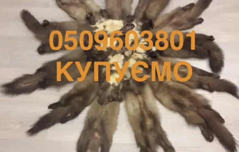 Куплю куницю камянку шкіри куниця