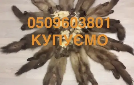 Куплю куницу каменку шкуры куница