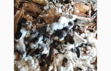 Куплю шкіри кролика різно кольорові