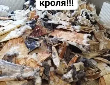 Покупаем сухие шкуры кролика