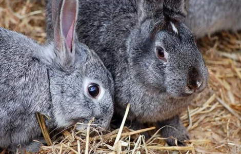 Шкіри кролика/куплю/шкури кроля