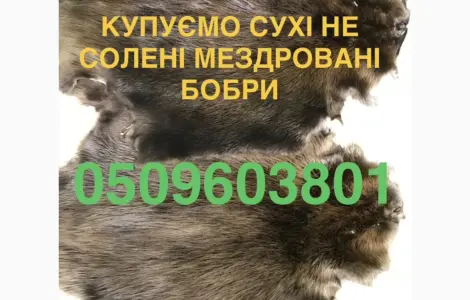 Покупаем сухие не солёные шкуры бобра ДОРОГО