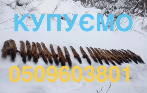 Купимо купуємо куплю шкіри куниці шкури куниць продати шкіри ДОРОГО