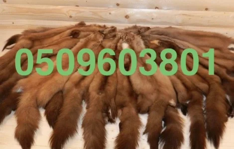 Куплю шкіри шкури куниці куница лісова по усій Україні