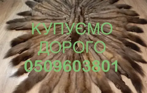 Покупаем шкуры ДОРОГО куницы