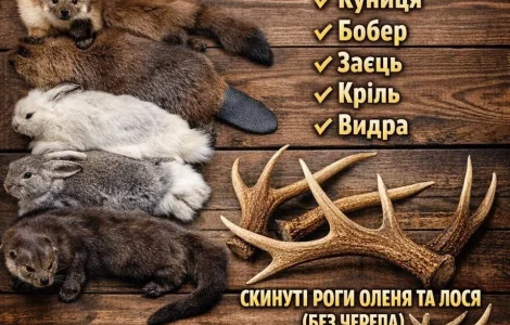 Куплю куницю оптом/висока ціна на опт/шкури/мех/шкіри