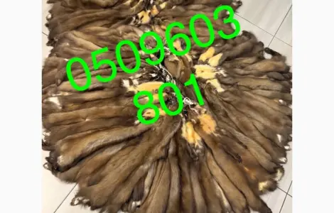 Выделанные шкуры лесной куницы