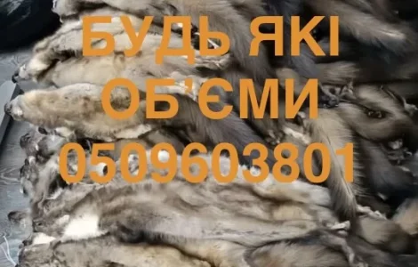 Купуємо шкіри куниць бобра зайця ДОРОГО