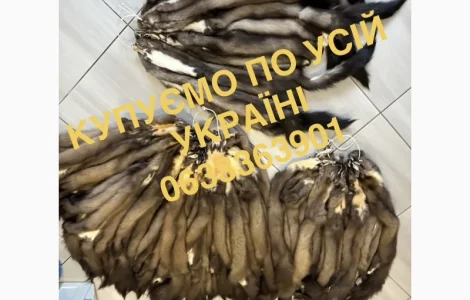 Купуємо шкіри хутро мех куниці шкури куниць