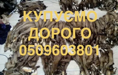 Купую шкури куниці в будь-яких обсягах