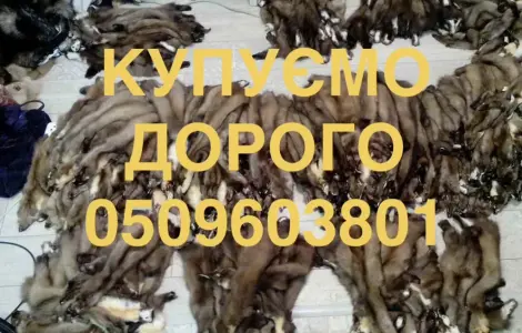 Куплю шкури куниць куниці шкіри